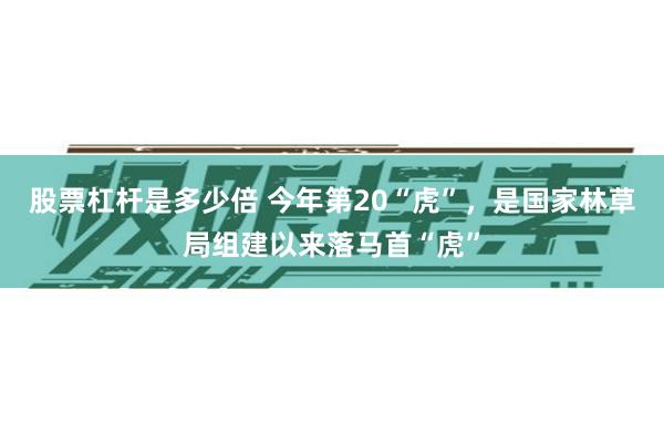 股票杠杆是多少倍 今年第20“虎”，是国家林草局组建以来落马首“虎”